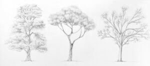 3_arbres_différents