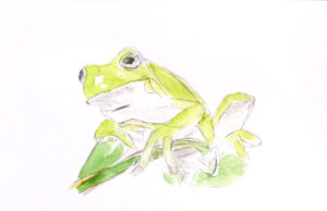 Reinette_Bénédicte