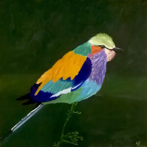 Rollier_d'Europe_Soufiane