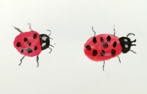 Coccinelles