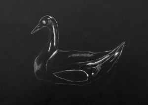 Canard sur fond noir